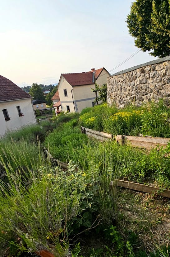 Rezanje zdravilnih rastlin in opis uporabe rastlin